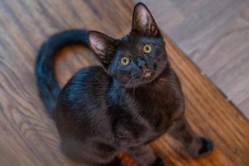 Orion, Adoptable, Young Male American Shorthair.