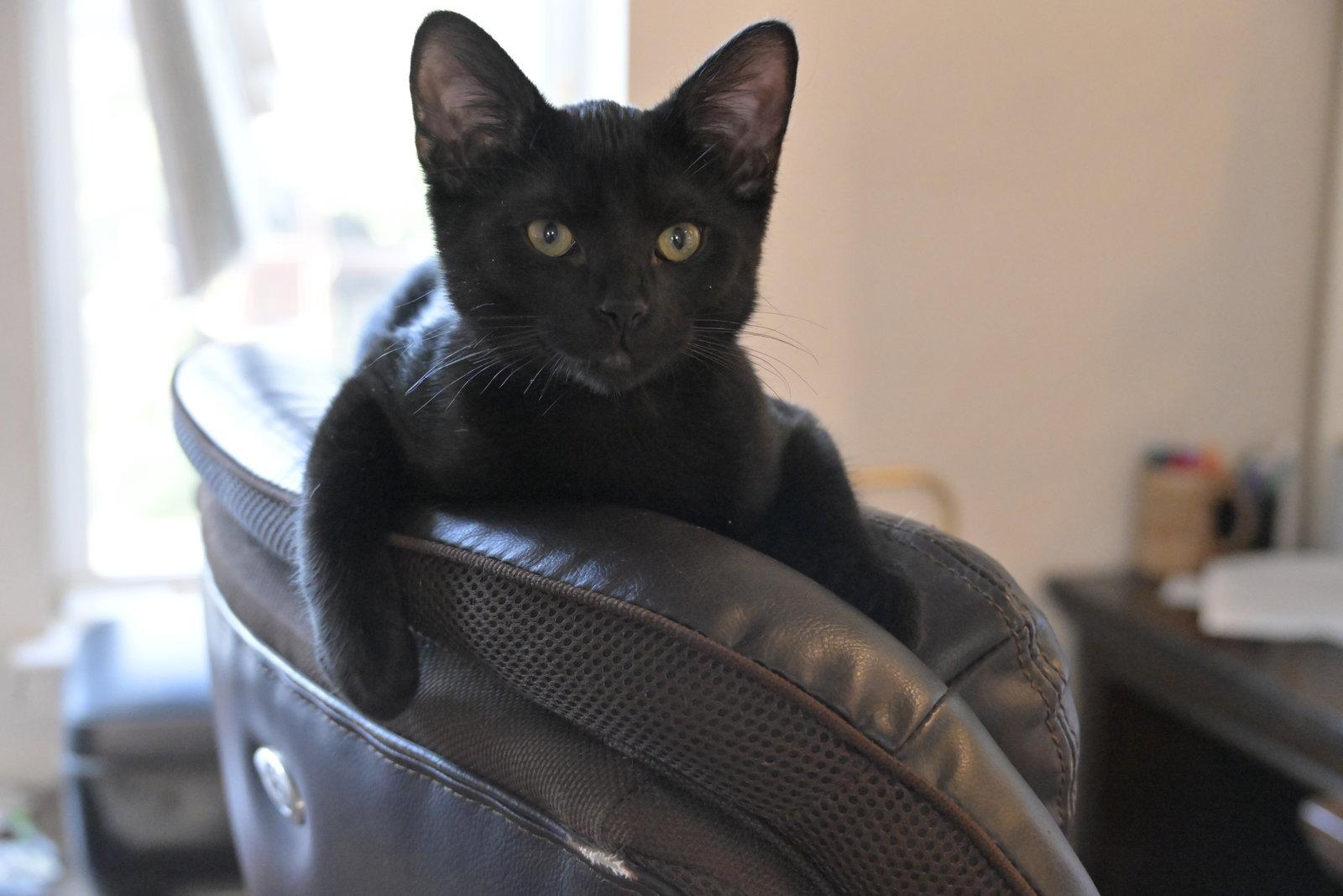 Enlarge Orion, a Adoptable American Shorthair in McKinney, TX image 2/3