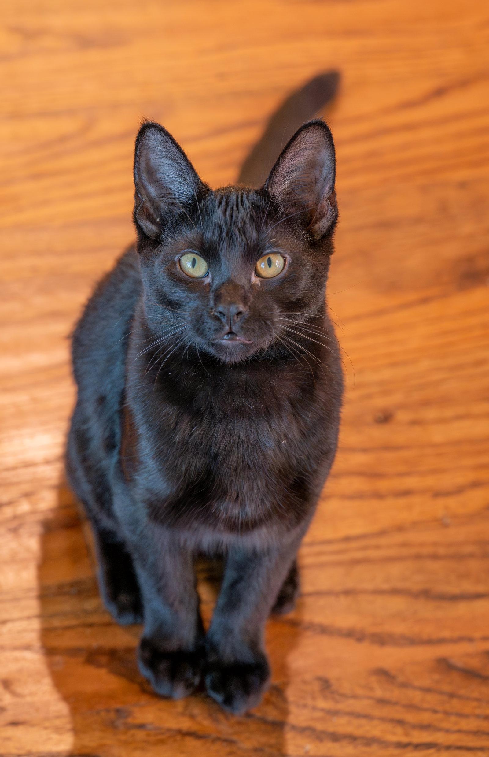 Enlarge Orion, a Adoptable American Shorthair in McKinney, TX image 3/3