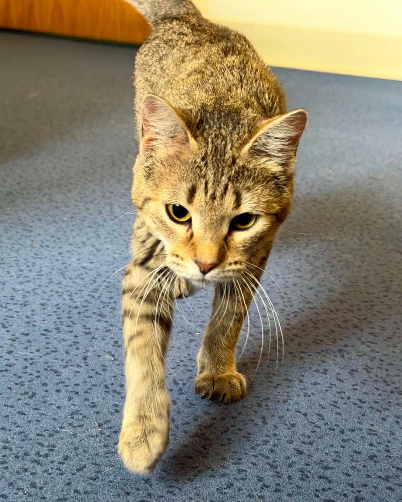 Pixie, a ADOPTABLE mixed breed in Fremont, MI image 1/3