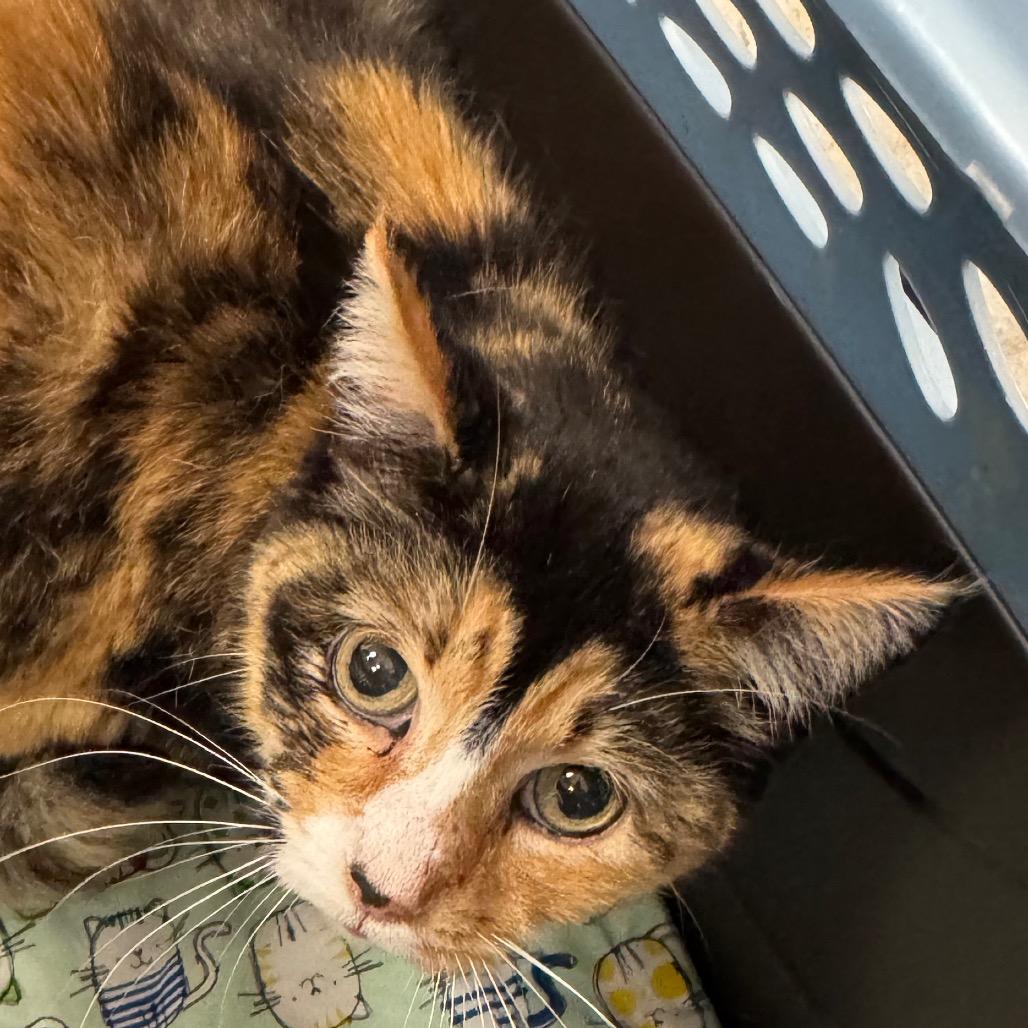 Rainbow, Adoptable, Senior Female Domestic Short Hair.