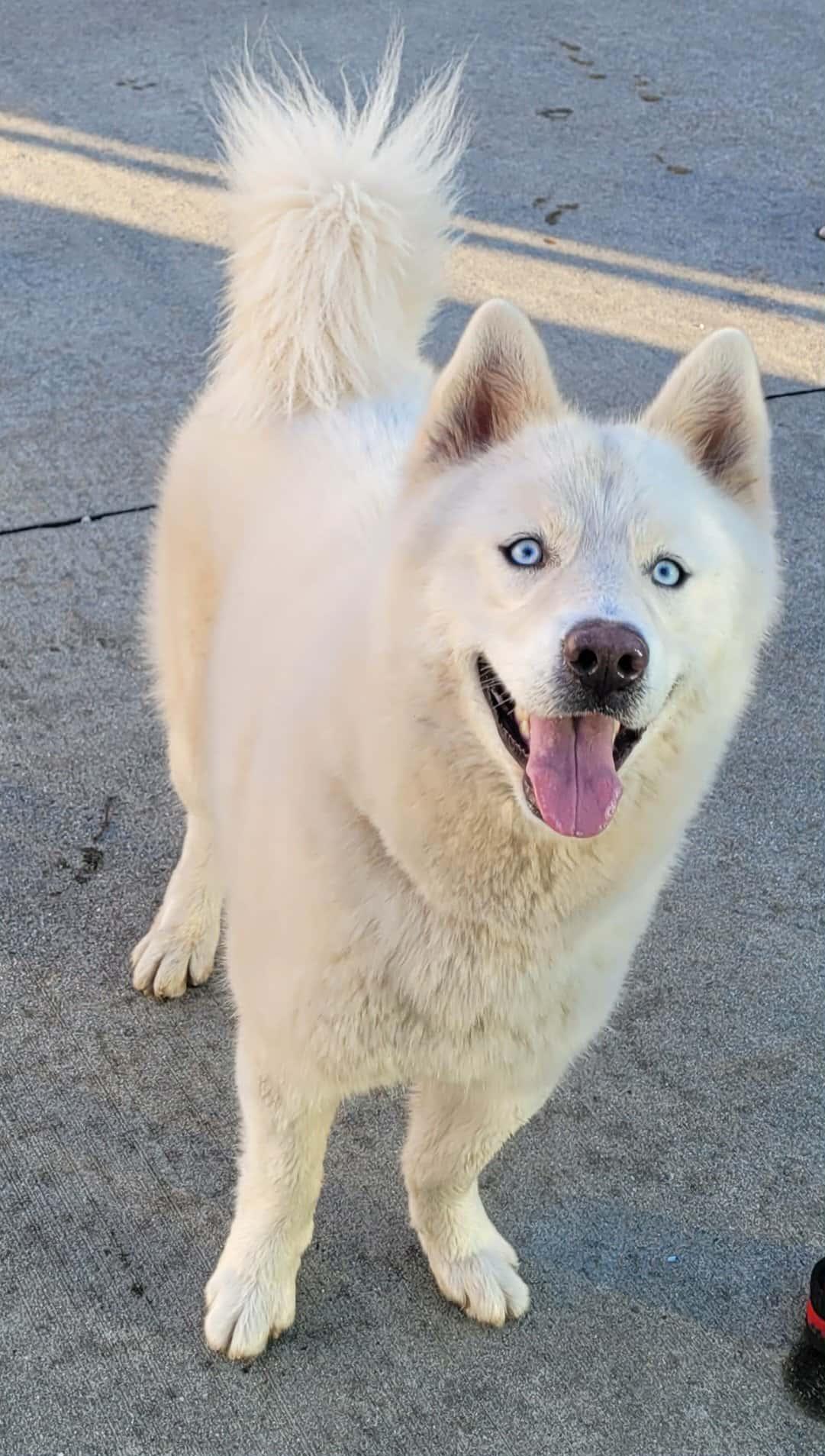 Luis! White Husky Boy!, ADOPTABLE, Adult Male Husky.