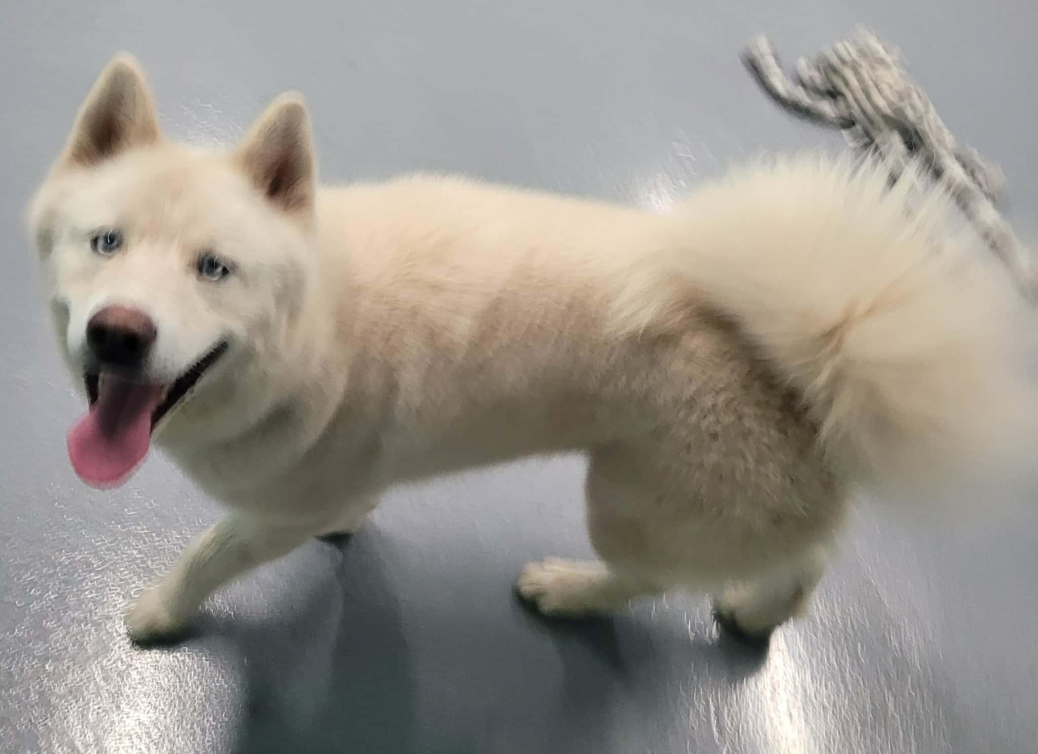 Luis! White Husky Boy!, a ADOPTABLE Husky in Meriden, CT image 2/6