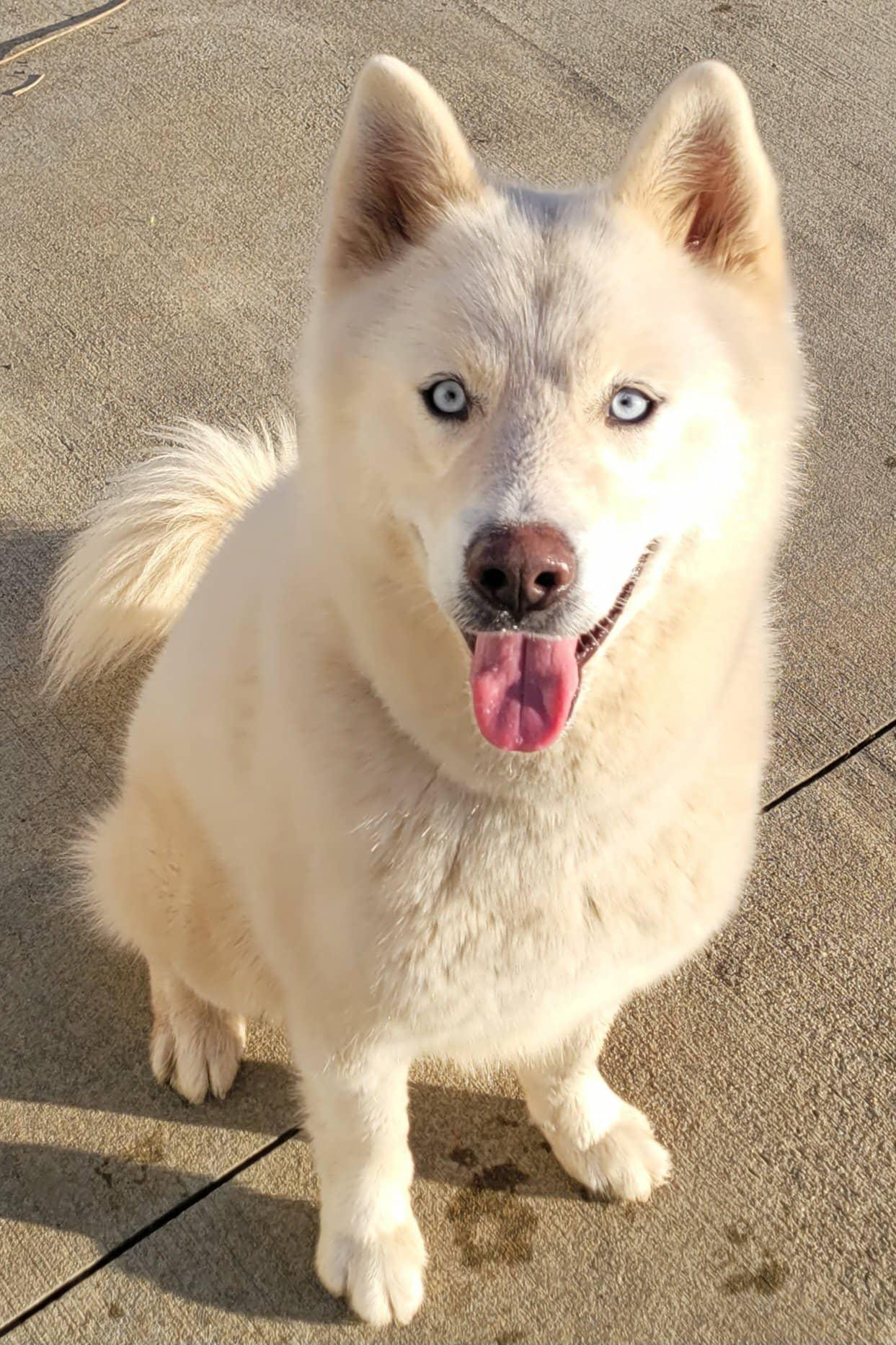 Luis! White Husky Boy!, a ADOPTABLE Husky in Meriden, CT image 3/6