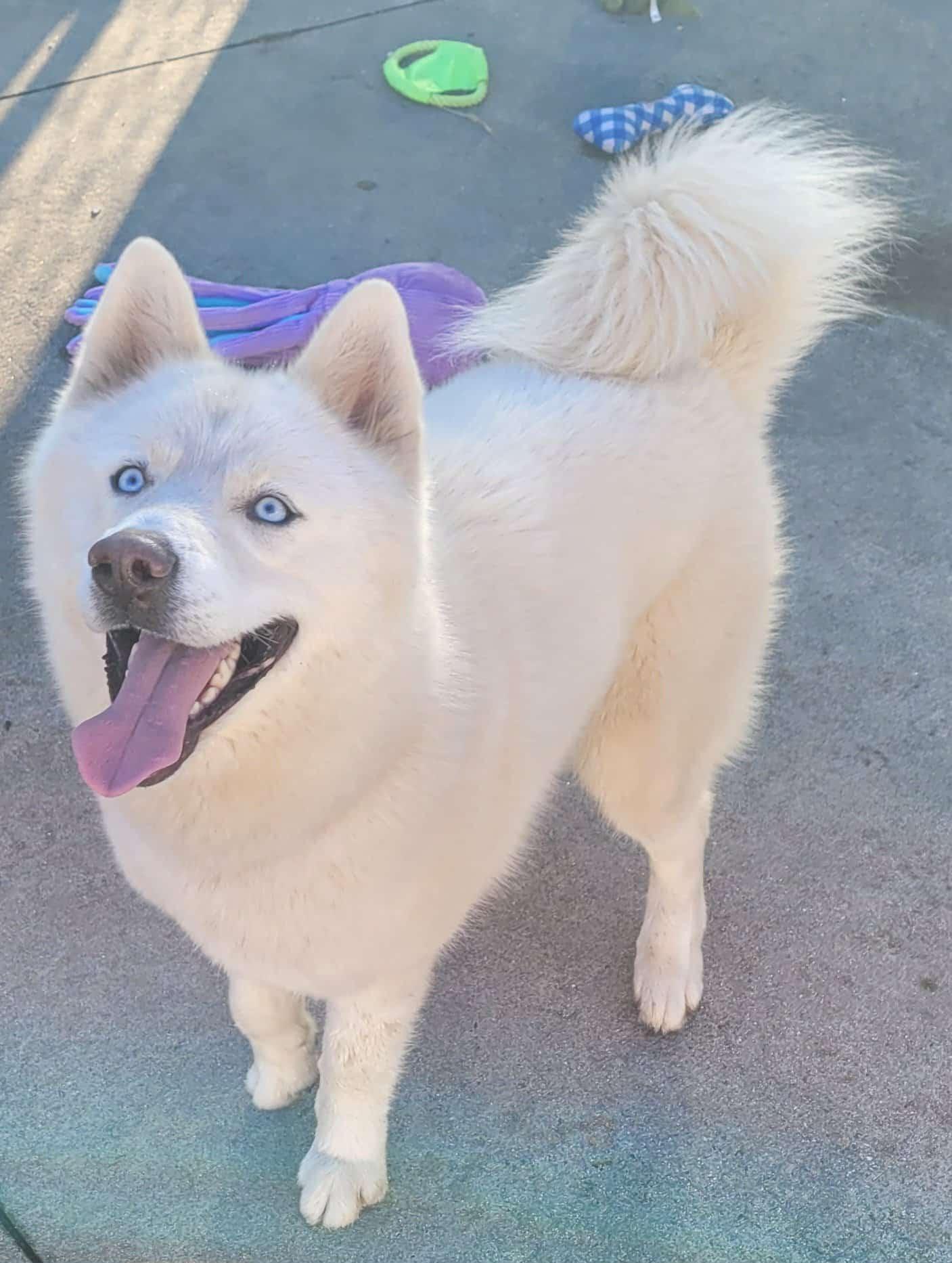 Luis! White Husky Boy!, a ADOPTABLE Husky in Meriden, CT image 4/6