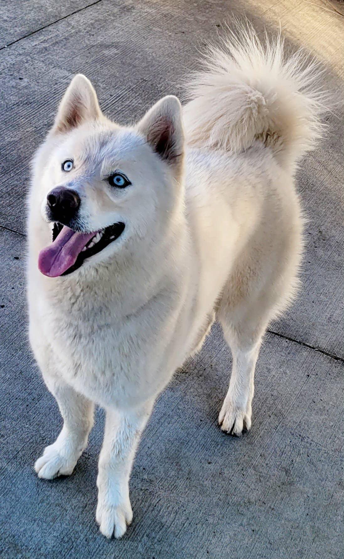 Luis! White Husky Boy!, a ADOPTABLE Husky in Meriden, CT image 5/6