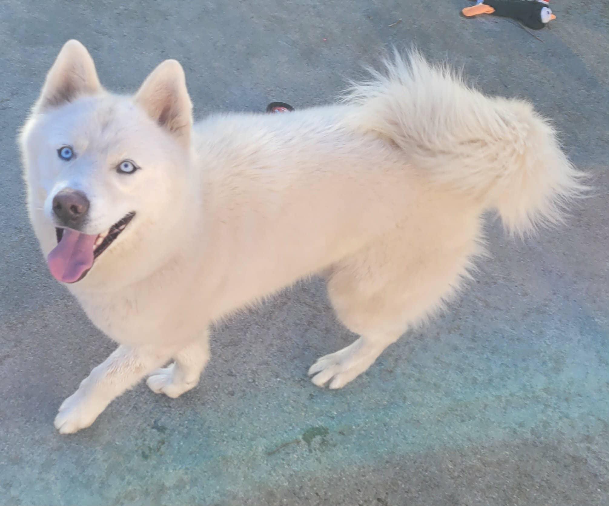 Luis! White Husky Boy!, a ADOPTABLE Husky in Meriden, CT image 6/6
