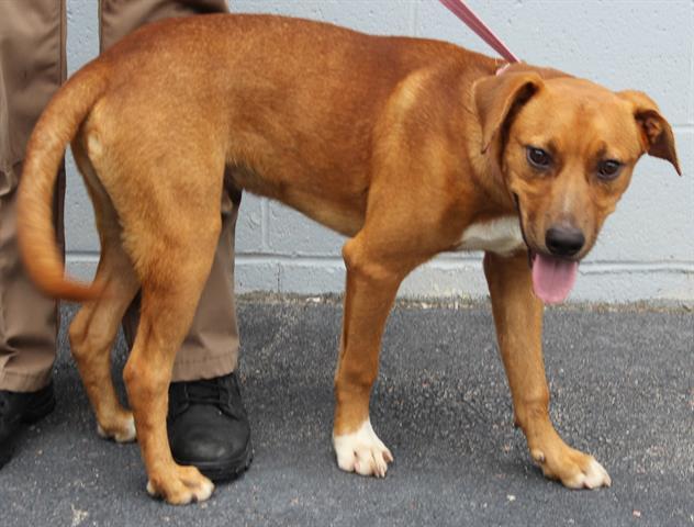 ROPER, Adoptable, Young Male English Coonhound & Labrador Retriever.
