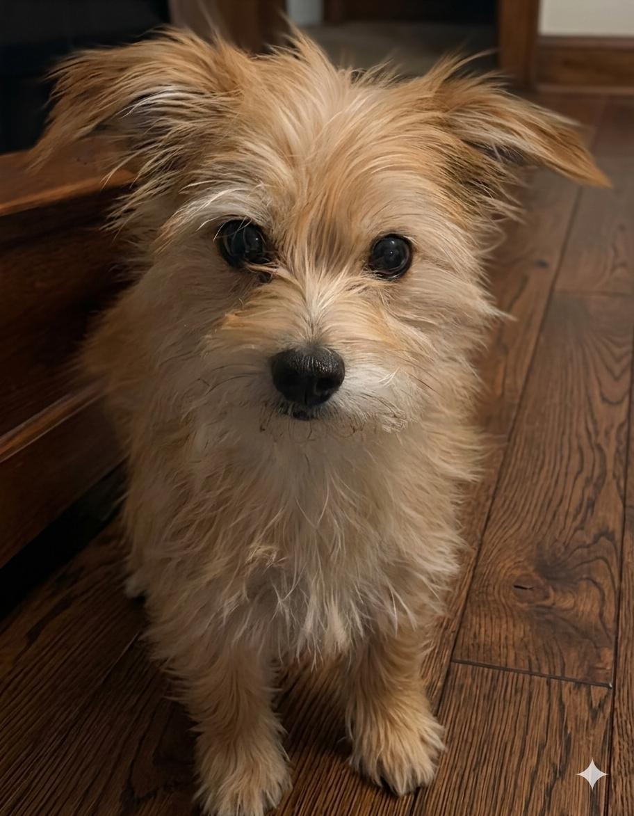 Enlarge Shai, a Adoptable Terrier in RUSSIAVILLE, IN image 2/2