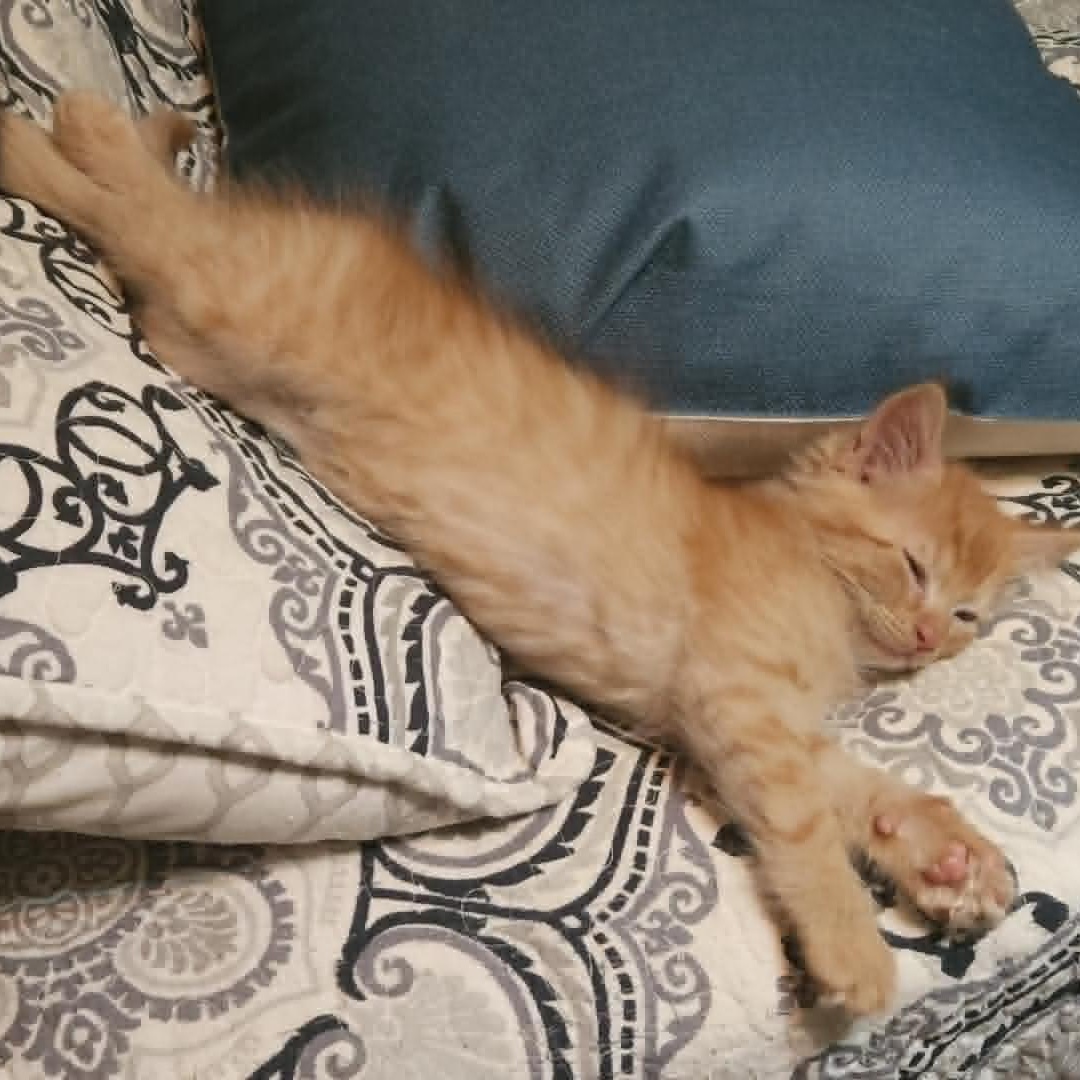 Laird, adopted, Kitten Male Domestic Long Hair.