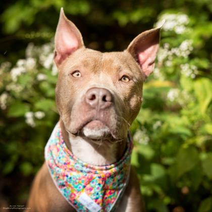 Rue, Adoptable, Senior Female Pharaoh Hound & Mixed Breed.