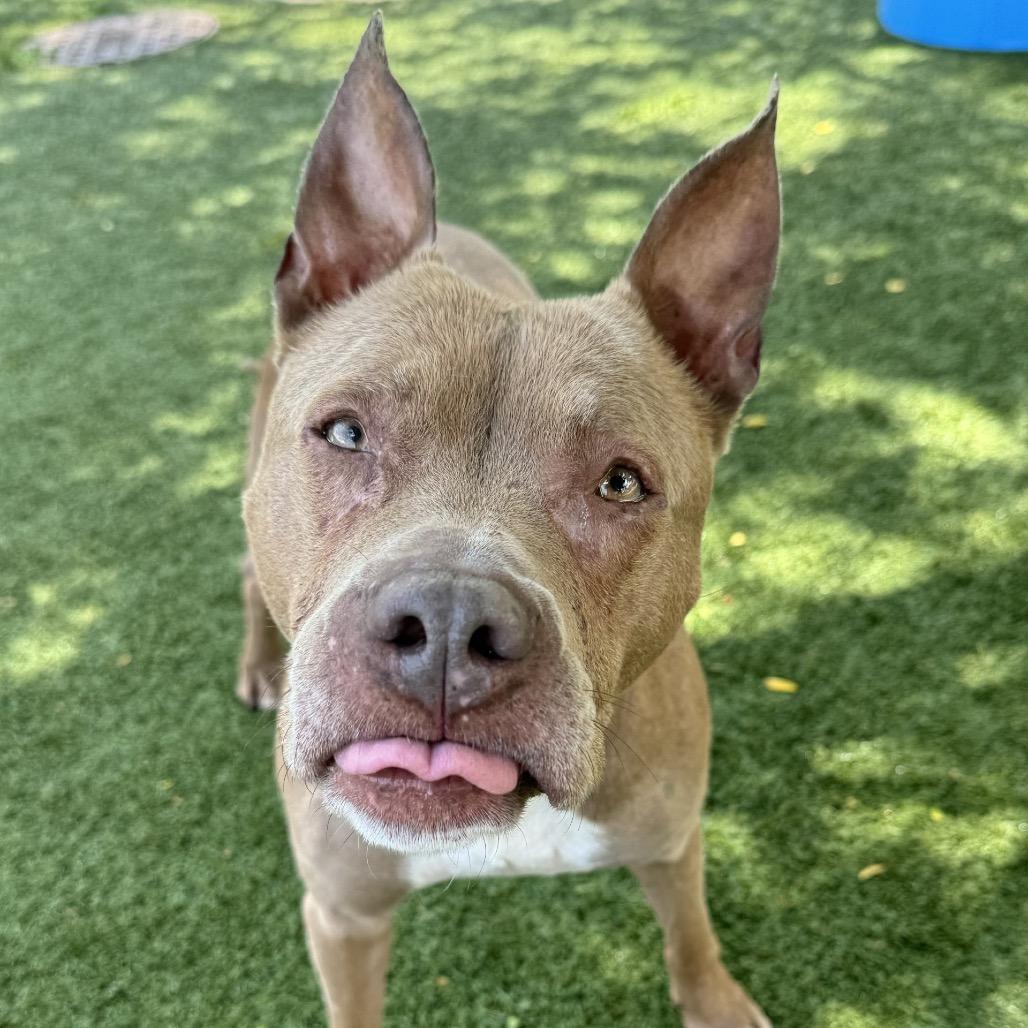 Enlarge Rue, a Adoptable mixed breed in Indianapolis, IN image 2/4