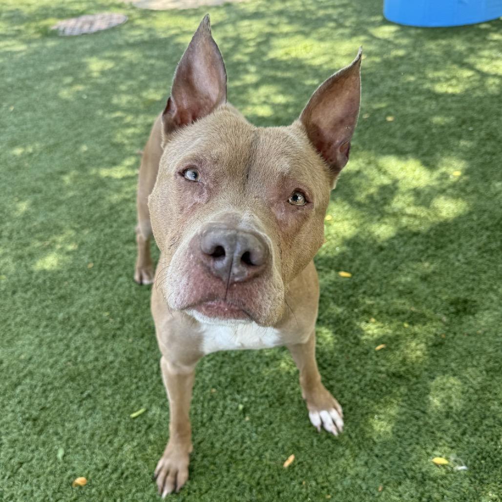 Enlarge Rue, a Adoptable mixed breed in Indianapolis, IN image 3/4