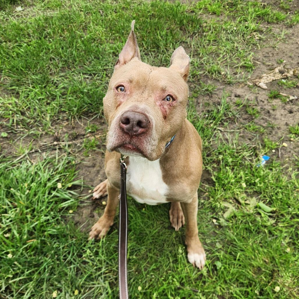 Enlarge Rue, a Adoptable mixed breed in Indianapolis, IN image 4/4