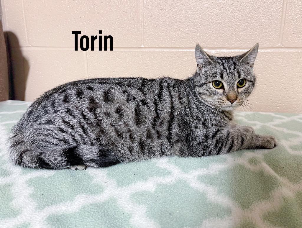 Enlarge Torin, a Adoptable mixed breed in Clearfield, KY image 1/1