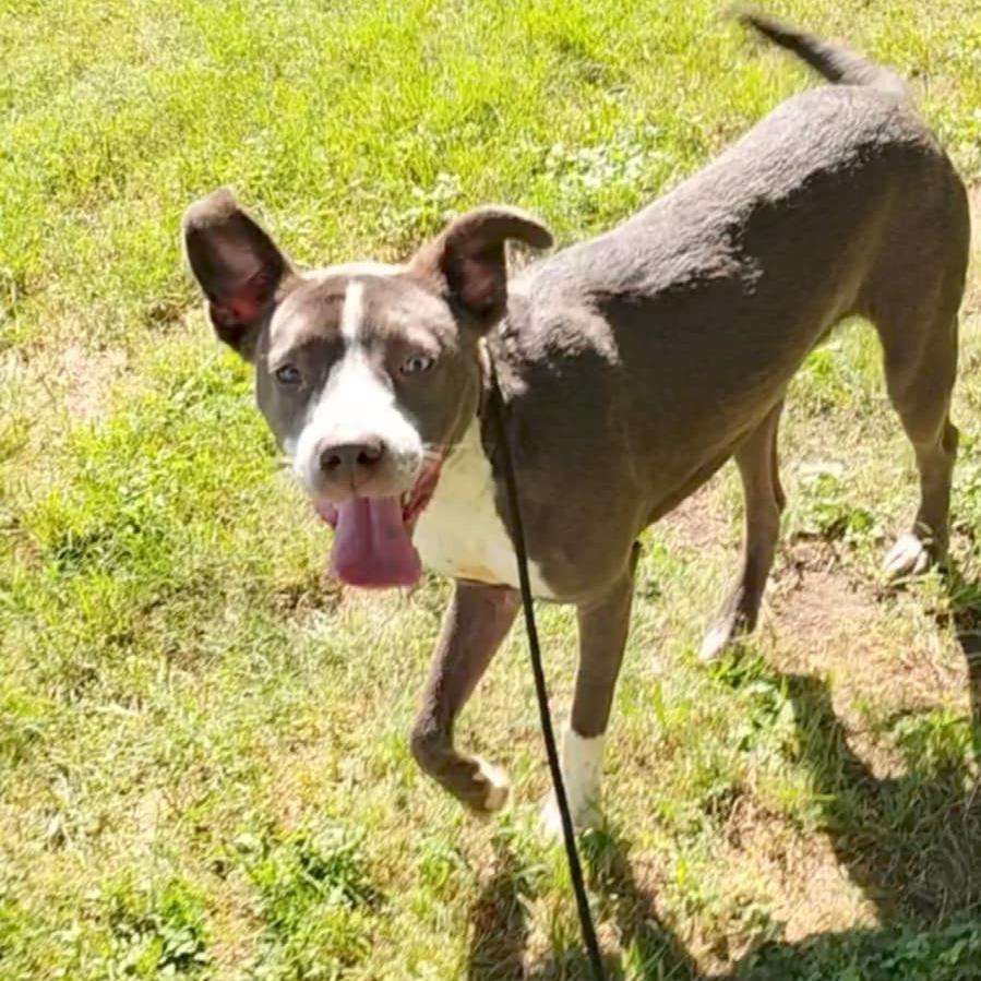 Jetti D46786, Adoptable, Adult Female Pit Bull Terrier & Australian Cattle Dog / Blue Heeler.