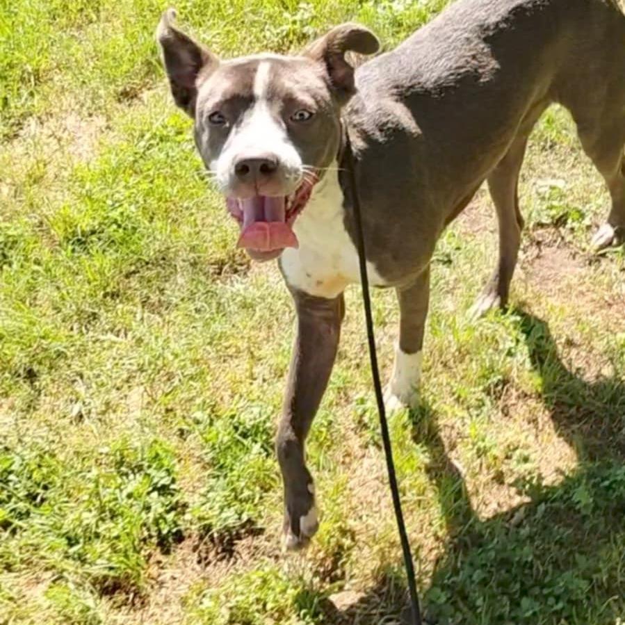 Enlarge Jetti D46786, a Adoptable mixed breed in Corsicana, TX image 4/4