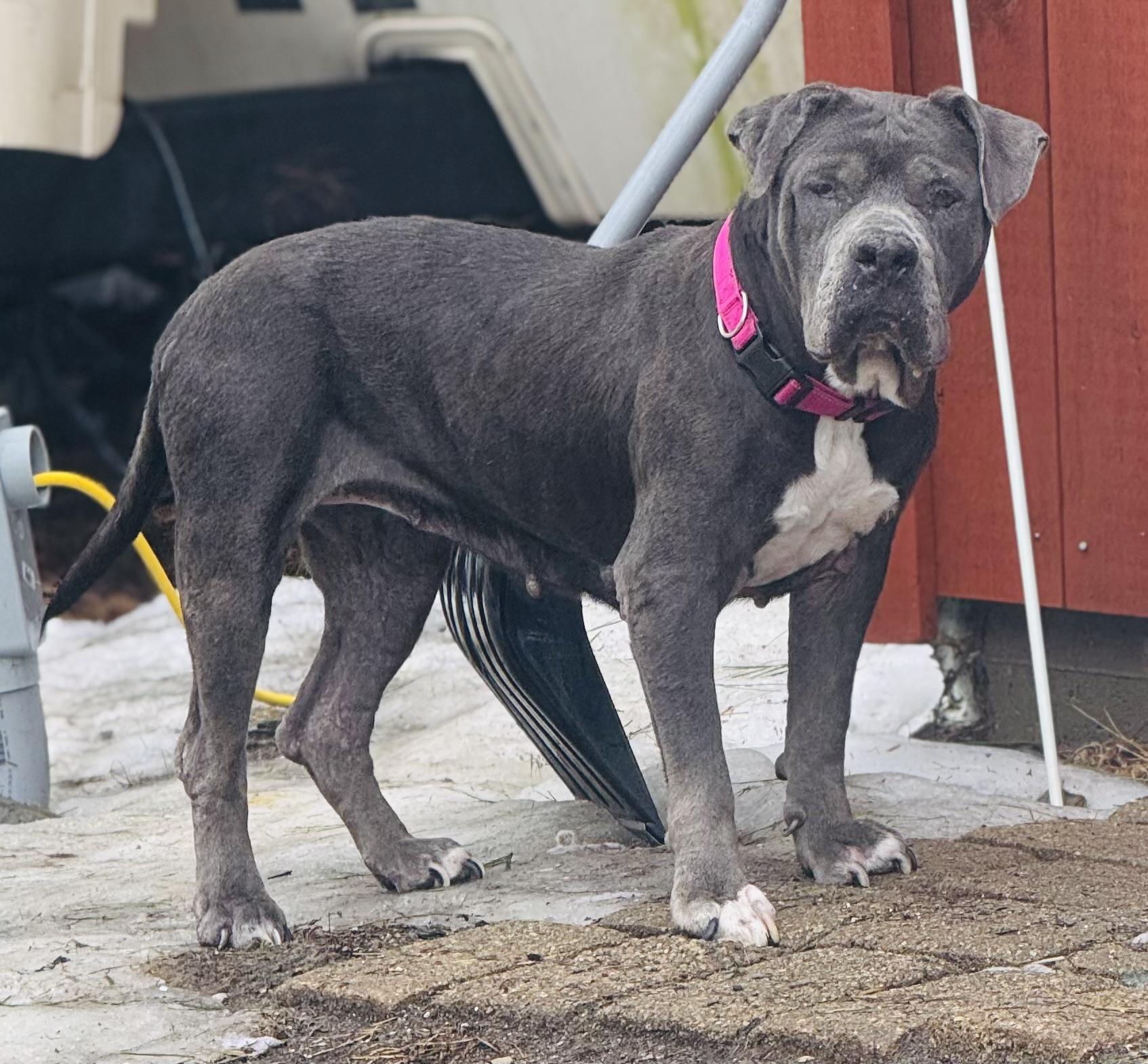 Enlarge Deborah, a Adoptable Mixed Breed in Vassalboro, ME image 1/3