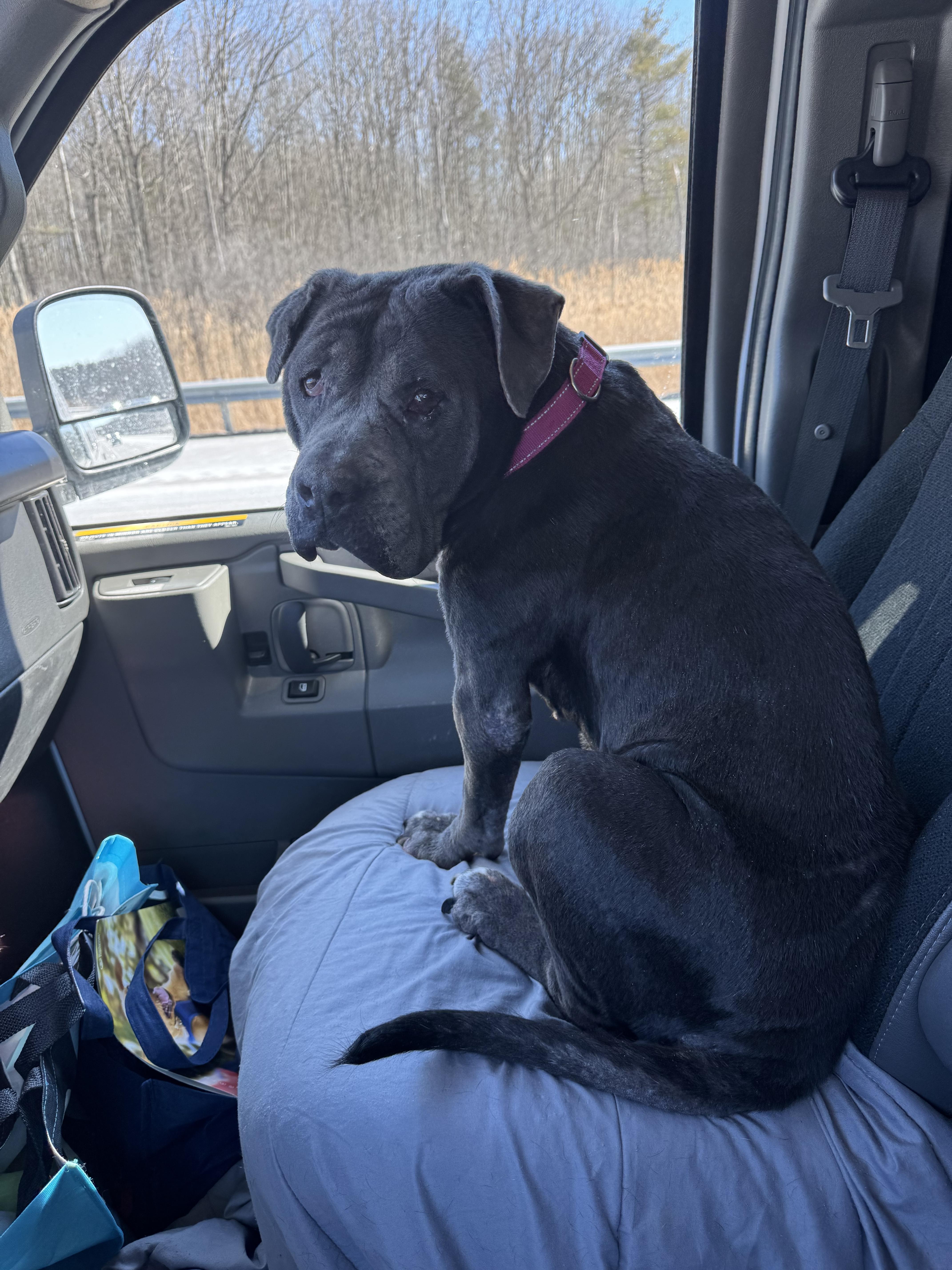 Enlarge Deborah, a Adoptable Mixed Breed in Vassalboro, ME image 3/3