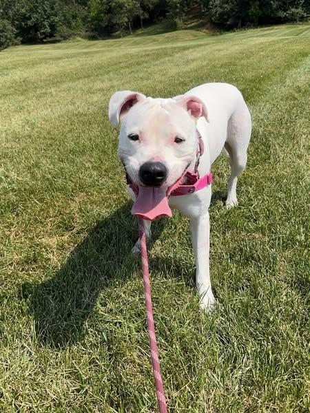 Enlarge Hiro *Sponsored Adoption, a Adoptable mixed breed in Christiansburg, VA image 2/6