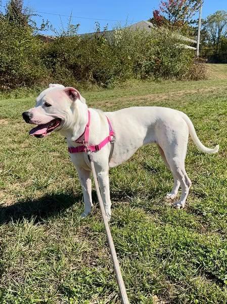 Enlarge Hiro *Sponsored Adoption, a Adoptable mixed breed in Christiansburg, VA image 3/6