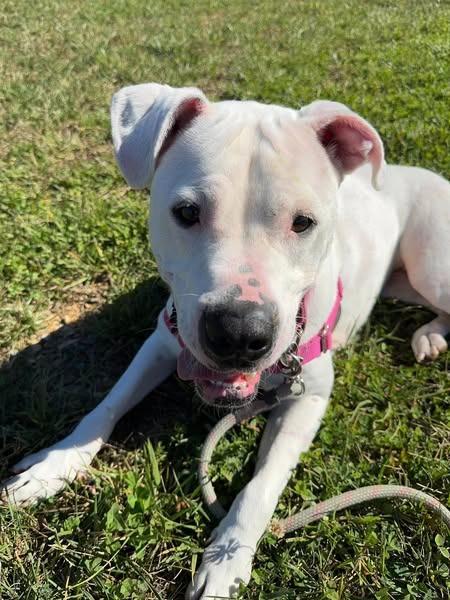 Enlarge Hiro *Sponsored Adoption, a Adoptable mixed breed in Christiansburg, VA image 4/6