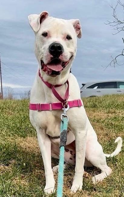 Enlarge Hiro *Sponsored Adoption, a Adoptable mixed breed in Christiansburg, VA image 5/6