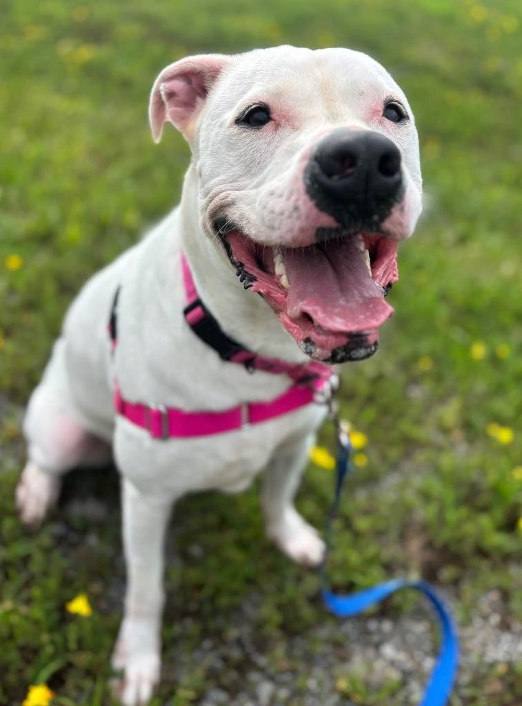 Enlarge Hiro *Sponsored Adoption, a Adoptable mixed breed in Christiansburg, VA image 6/6