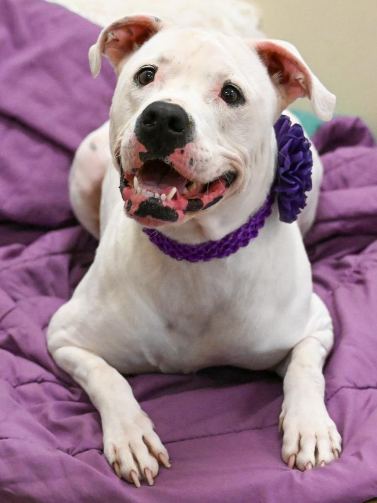 Enlarge Hiro *Sponsored Adoption, a Adoptable mixed breed in Christiansburg, VA image 5/6