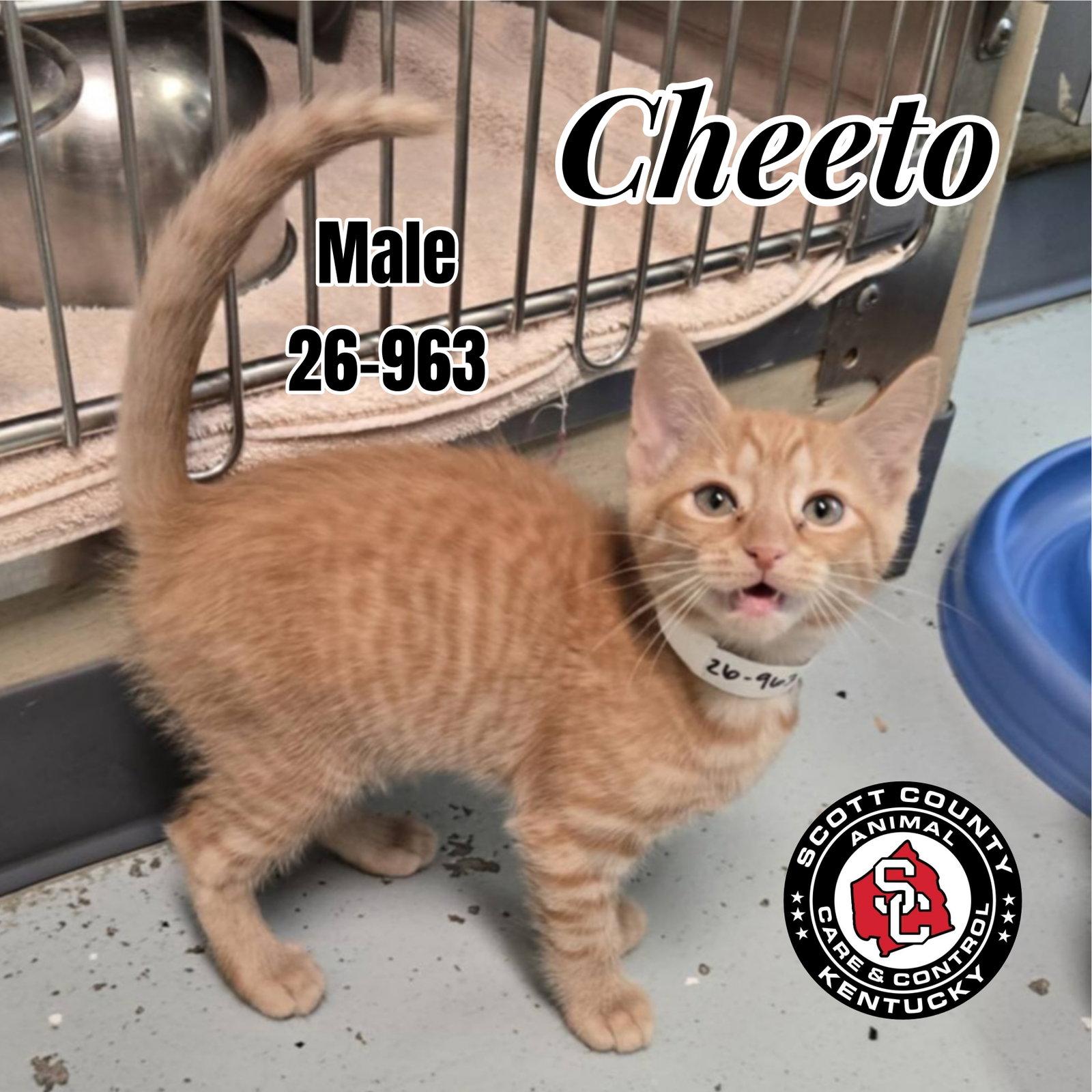 Enlarge Cheeto, a Adoptable Domestic Short Hair in Georgetown, KY image 2/2