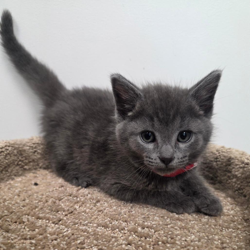 Birdy, Adoptable, Kitten Female Domestic Short Hair.