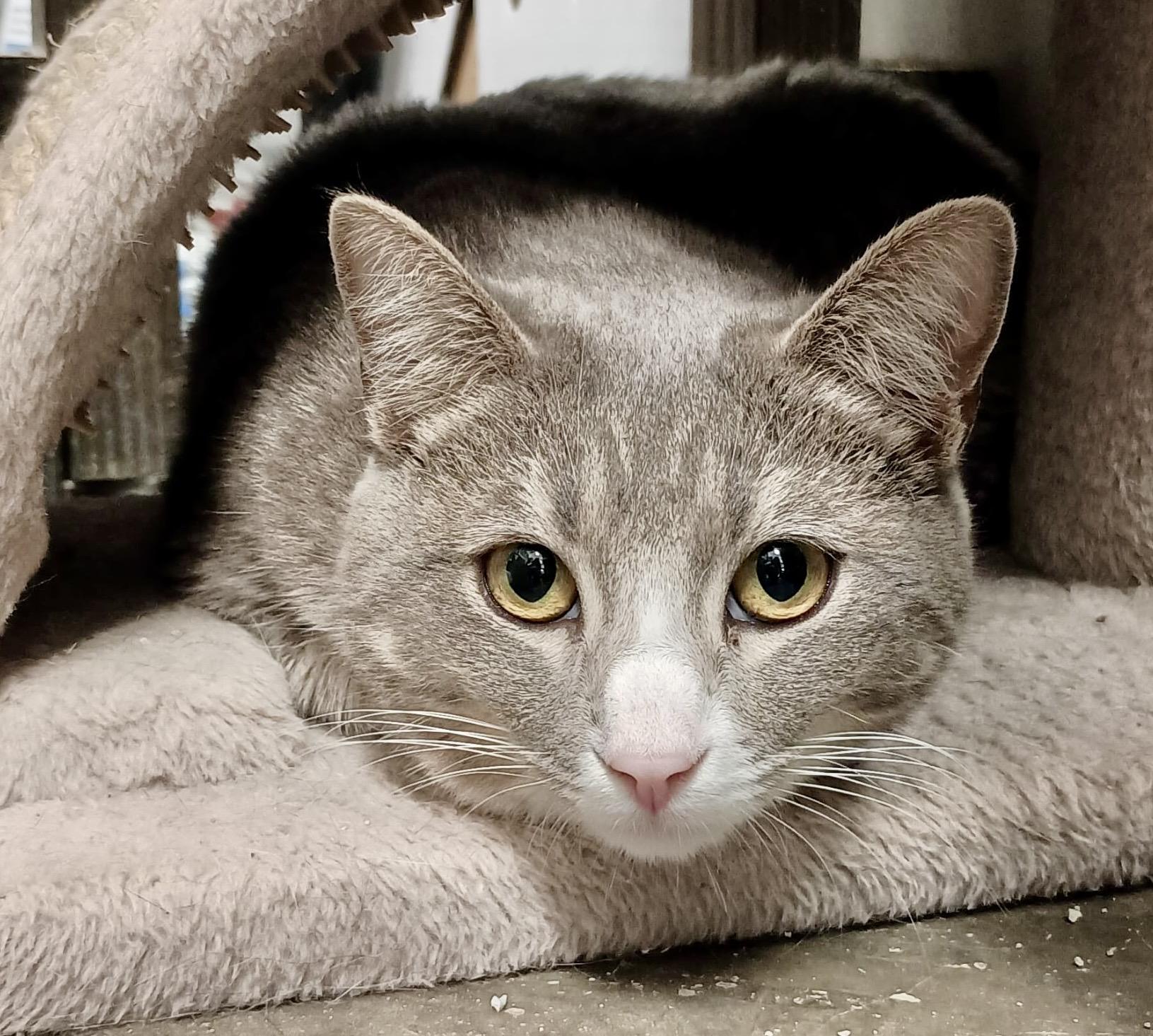 Azurite, Adoptable, Young Female Domestic Short Hair.