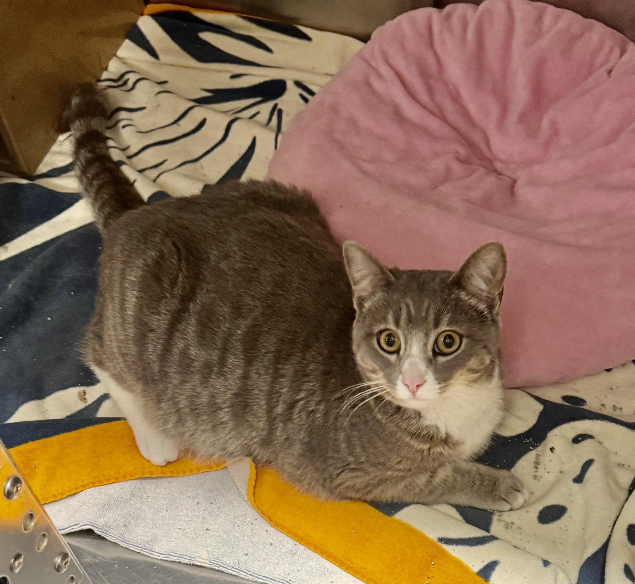 Enlarge Azurite, a Adoptable Domestic Short Hair in San Juan Capistrano, CA image 3/4