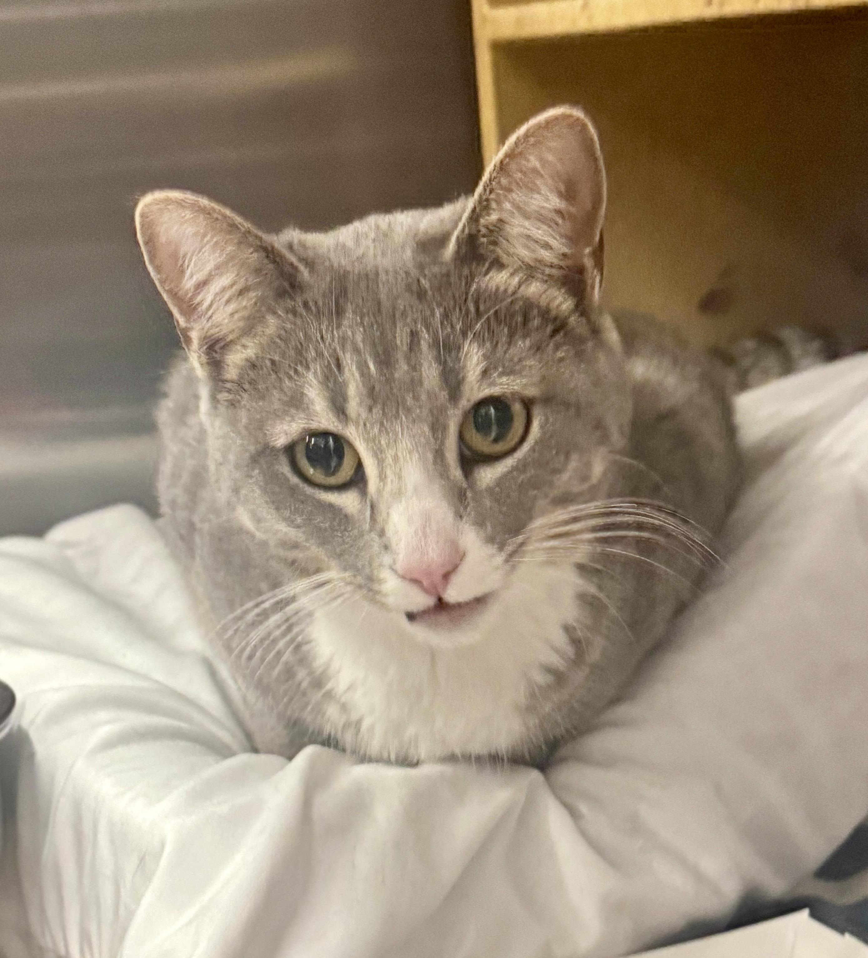 Enlarge Azurite, a Adoptable Domestic Short Hair in San Juan Capistrano, CA image 2/4