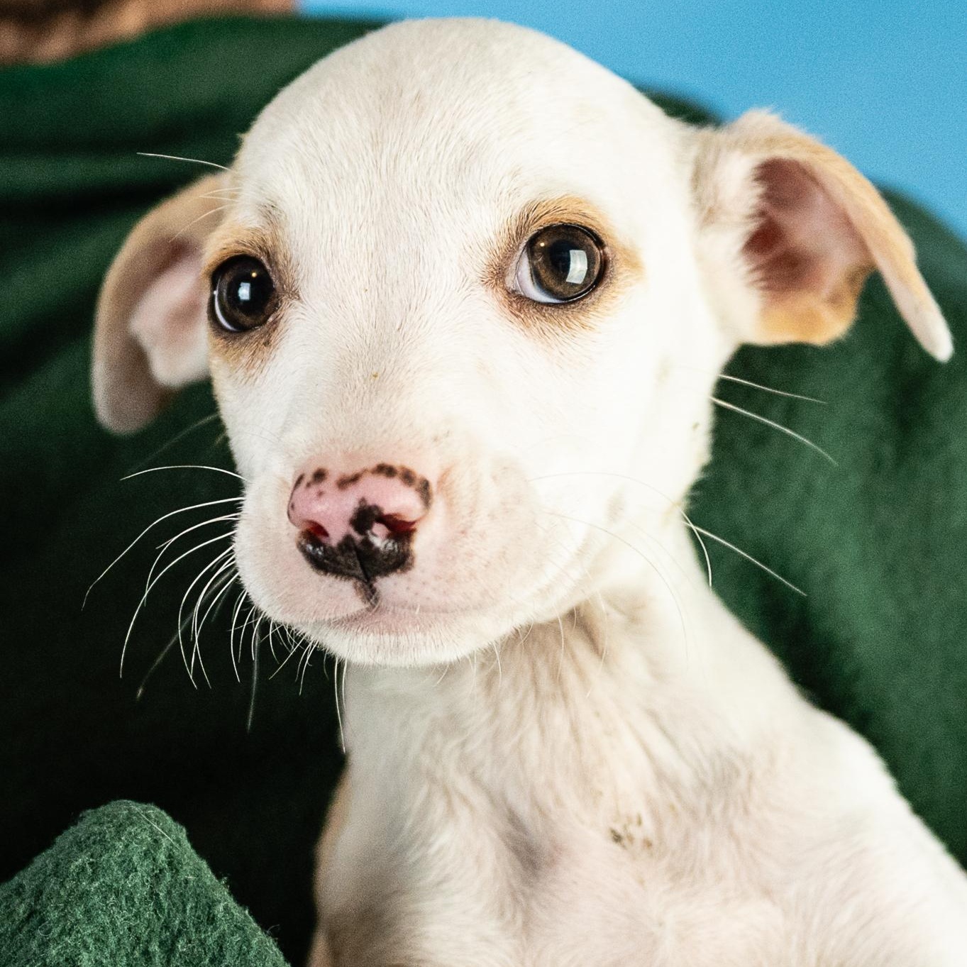 Lindy, an adoptable mixed breed in Minneapolis, MN image 5/5