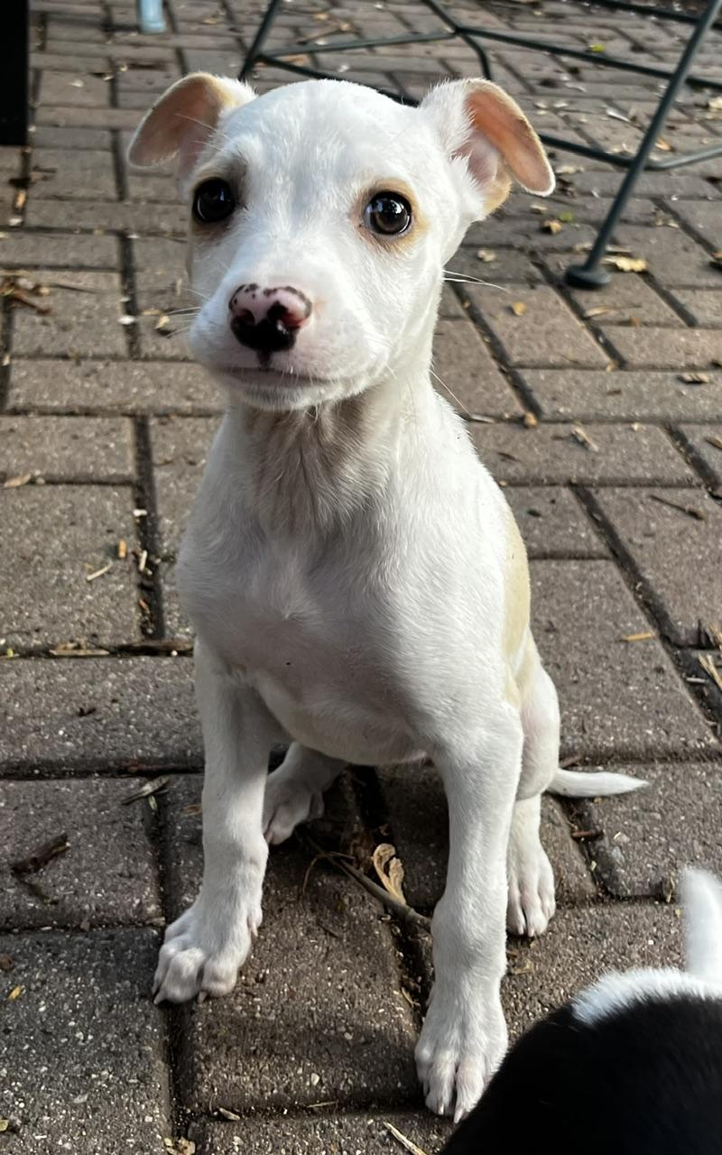 Lindy, an adoptable mixed breed in Minneapolis, MN image 3/5
