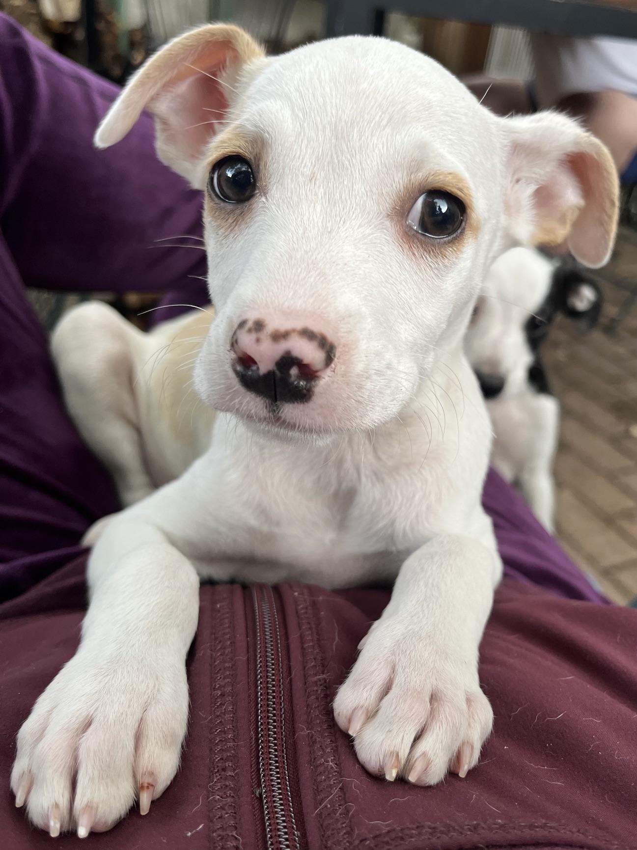 Lindy, adoptable, Puppy Female Retriever & Hound.