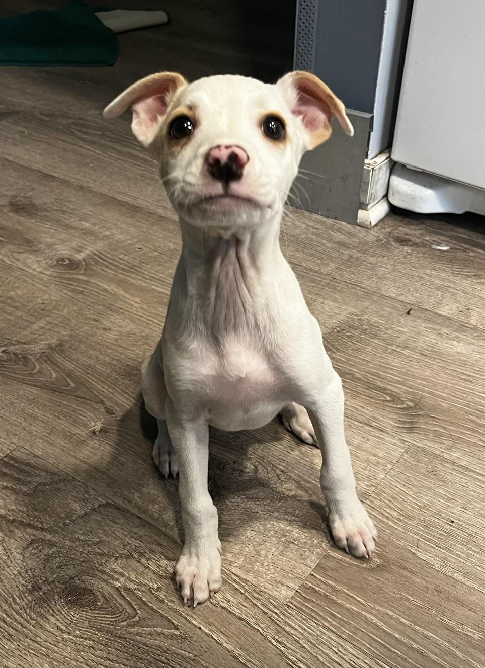 Lindy, an adoptable mixed breed in Minneapolis, MN image 4/5