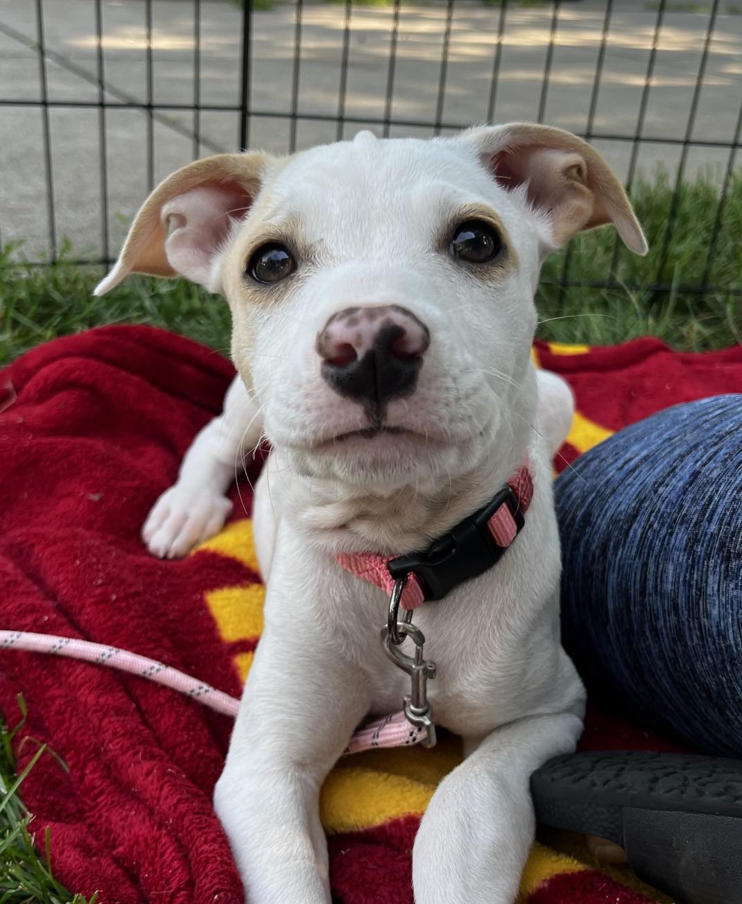 Lindy, adoptable, Puppy Female Retriever & Hound.