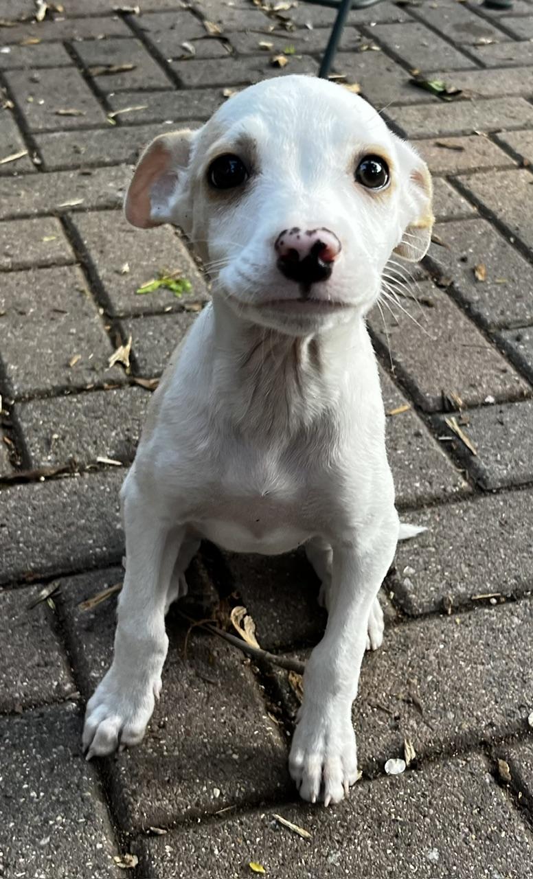 Lindy, an adoptable mixed breed in Minneapolis, MN image 2/5