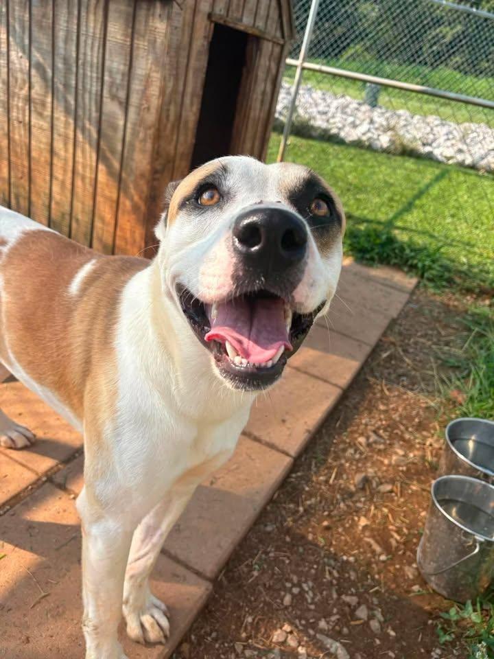 Ranger, ADOPTABLE, Adult Male Boxer.