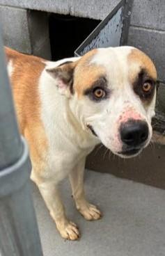 Enlarge Hammy, a ADOPTABLE Mixed Breed in Munfordville, KY image 1/1