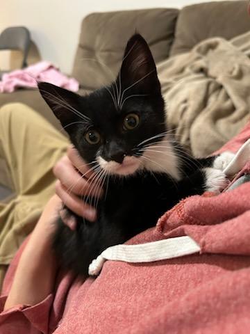 Kitten Fosters Needed!! Domestic Short Hair Cat