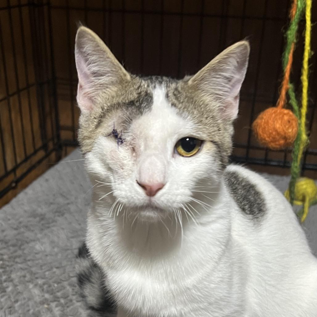 Dan the man, a Adoptable Domestic Short Hair in Mansfield, PA image 2/6