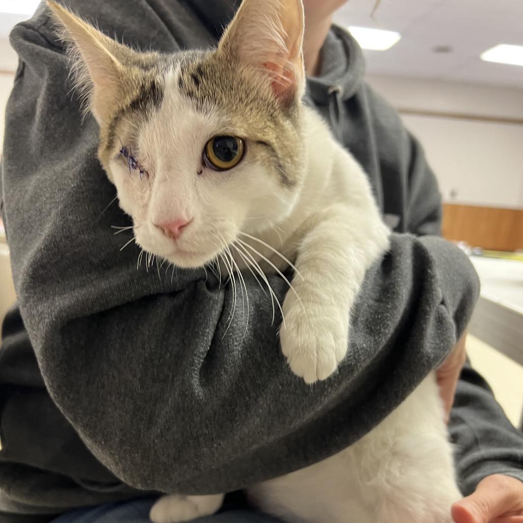 Dan the man, a Adoptable Domestic Short Hair in Mansfield, PA image 4/6