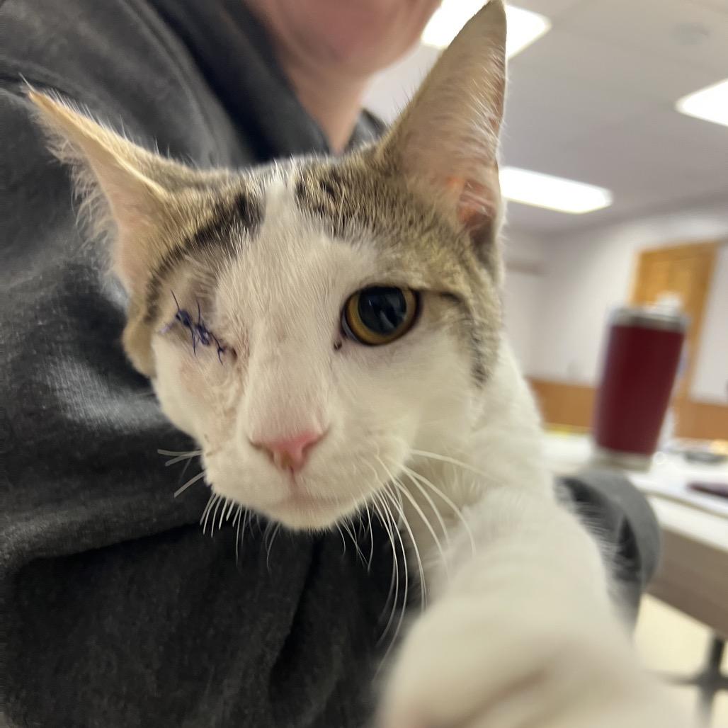Dan the man, a Adoptable Domestic Short Hair in Mansfield, PA image 5/6