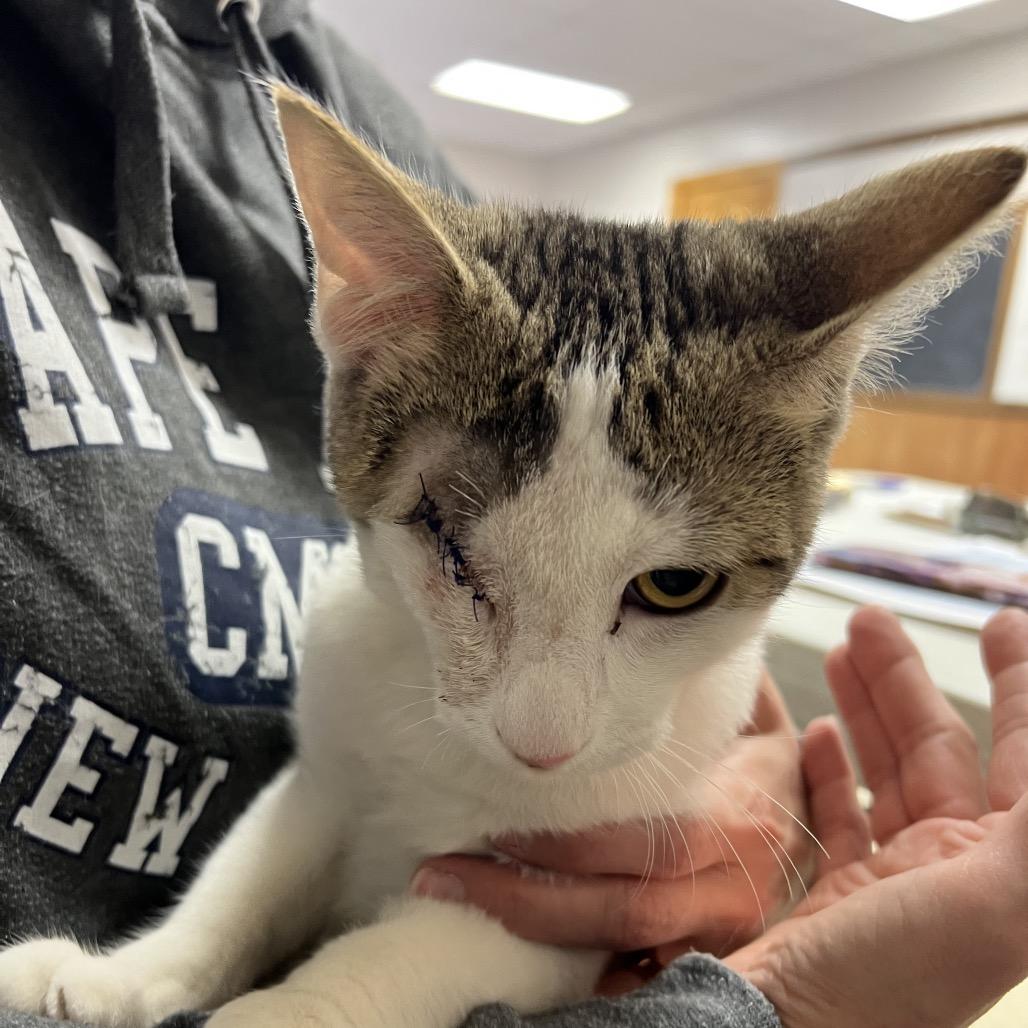 Dan the man, a Adoptable Domestic Short Hair in Mansfield, PA image 6/6