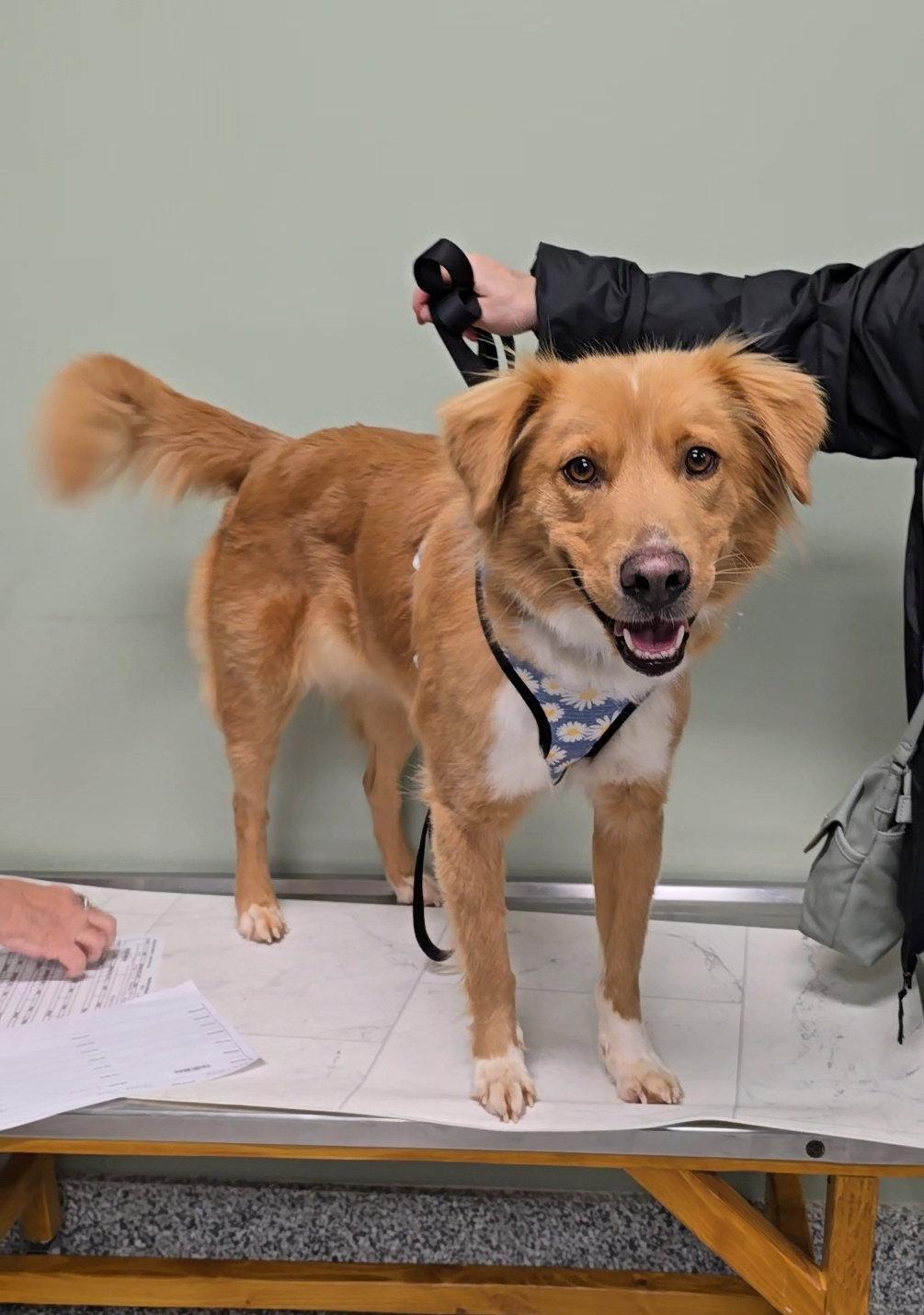 Enlarge Lucy, a Adoptable mixed breed in Locust Grove, GA image 2/3