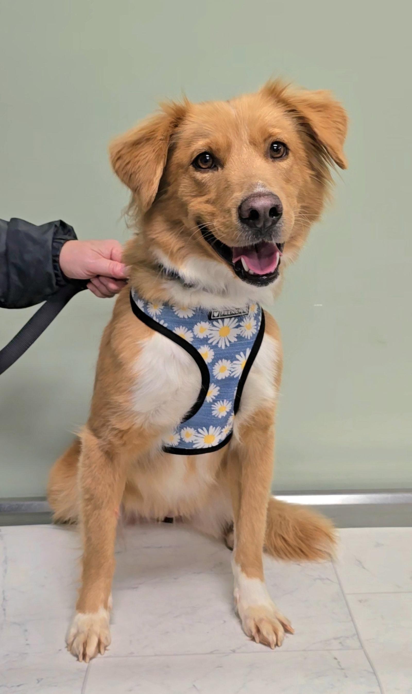 Enlarge Lucy, a Adoptable mixed breed in Locust Grove, GA image 3/3