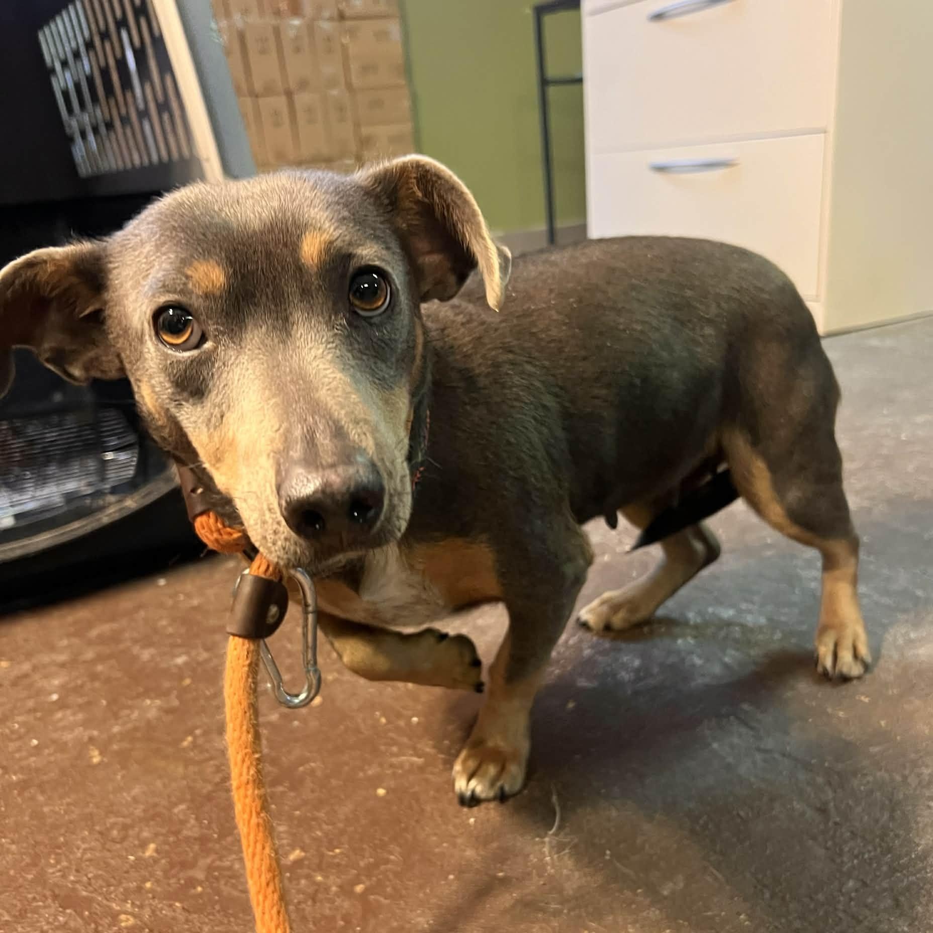 Kagome — thumbnail 2